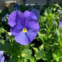 true blue pansy in the fall