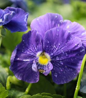 Pansy True Blue