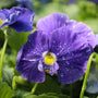 close up true blue pansy fall annual