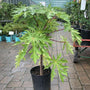papaya tree in a black nursery pot