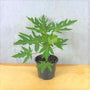 papaya tree in a black nursery pot
