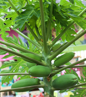 Papaya Fruit Tree