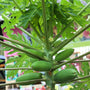 papayas growing on indoor papaya tree