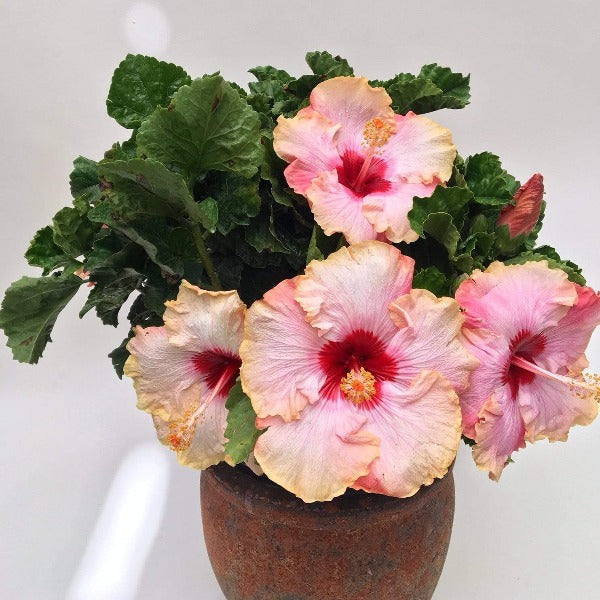 パンチ　白蓮花錦 13 + ラブハート錦 Buy Paradise Hibiscus Online | Free Shipping Over $99