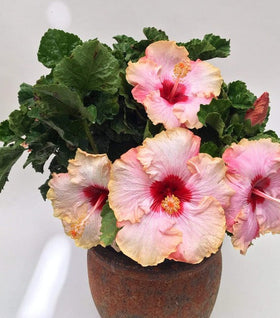 Paradise Hibiscus Plants