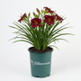 Hemerocallis Pardon Me red reblooming daylily flowers in full sun
