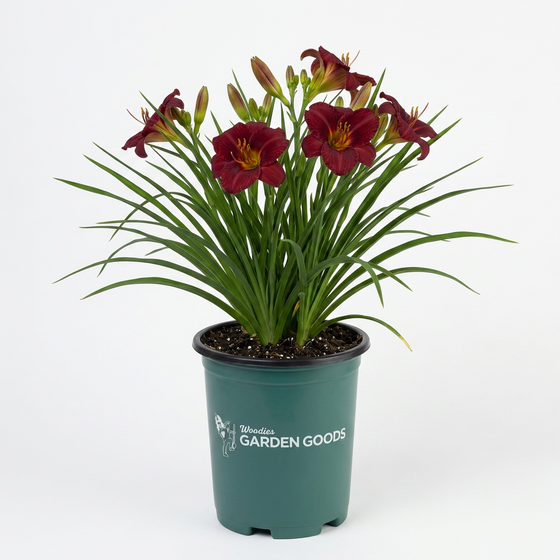 Hemerocallis Pardon Me red reblooming daylily flowers in full sun