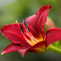 red and yellow pardon me day lily perennial flower