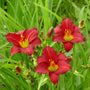 dazzling trio of Daylily Pardon Me flowers
