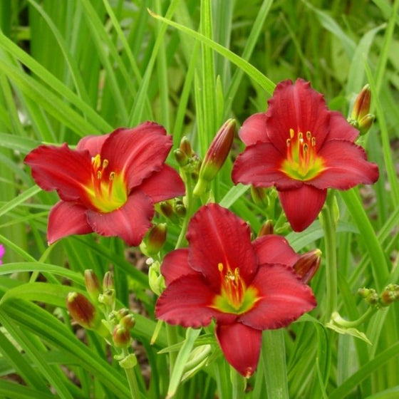 dazzling trio of Daylily Pardon Me flowers