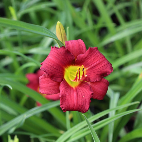 close view of the red Daylily