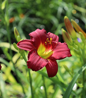 Pardon Me Daylily