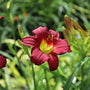 sun loving summer blooming perennial red daylily blooms