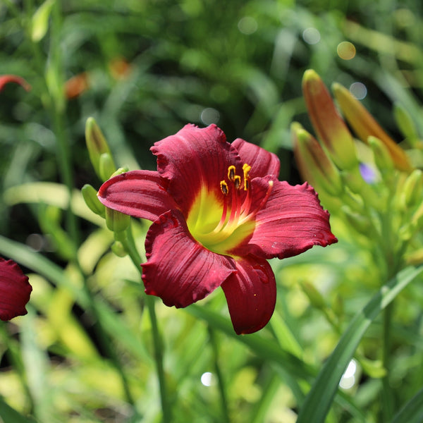 day lilies flower Pardon Me Daylily