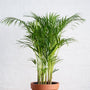 parlor palm in a terra cotta pot also known as neanthe bella palm