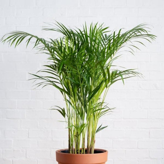 parlor palm in a terra cotta pot also known as neanthe bella palm