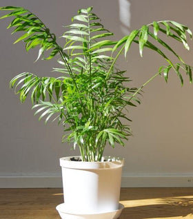 Parlor Palm (Chamaedorea elegans)