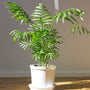 Neanthe Bella Palm with slender dark green leaves upright shape