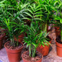 parlor palm in standard nursery pots