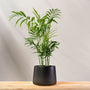 Parlor Palm in matte black pot