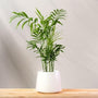 Parlor Palm in matte white pot