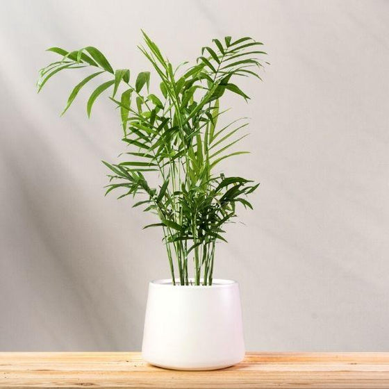 Parlor Palm in matte white pot