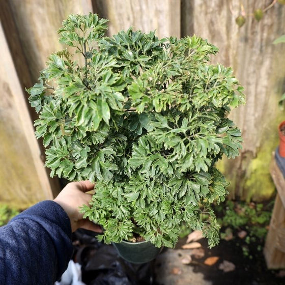 parsley tree house plant Parsley Aralia