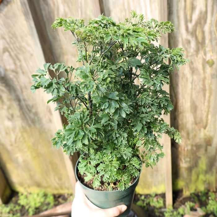 indoor aralia plant Parsley Aralia