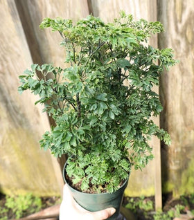 Parsley Aralia