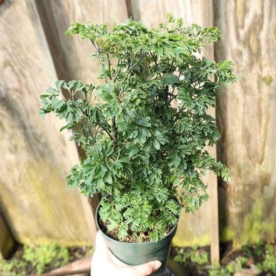 parsley indoor plant care Parsley Aralia