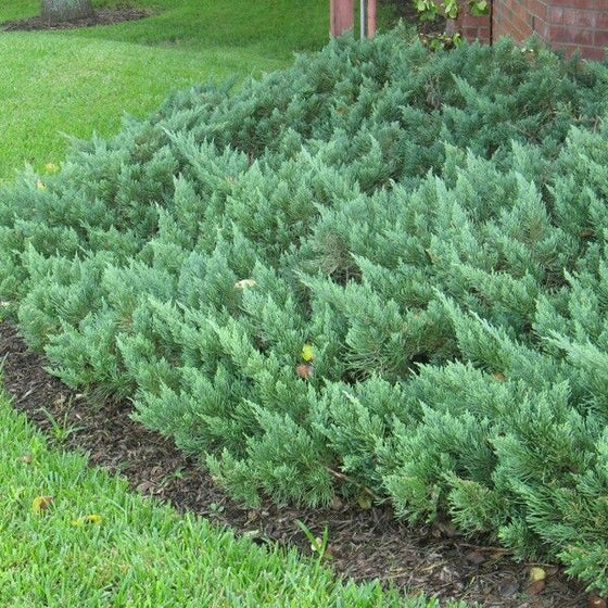 Parson’s Juniper used as a low evergreen groundcover on a sunny slope