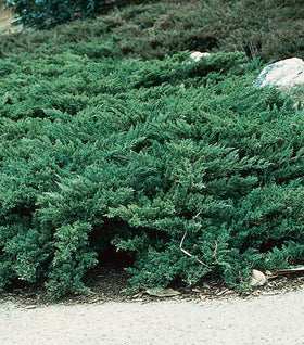 Parson's Juniper
