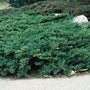 Parson’s Juniper with blue-green evergreen foliage spreading in a sunny landscape bed
