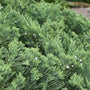 Deer resistant Parson’s Juniper planted along a driveway edge in full sun