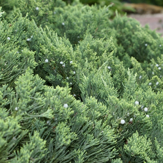 Deer resistant Parson’s Juniper planted along a driveway edge in full sun