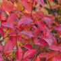 Patriot Blueberry Bush showing red and purple fall foliage in an edible garden