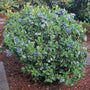 Vaccinium corymbosum Patriot with large early-season blueberries on a highbush shrub