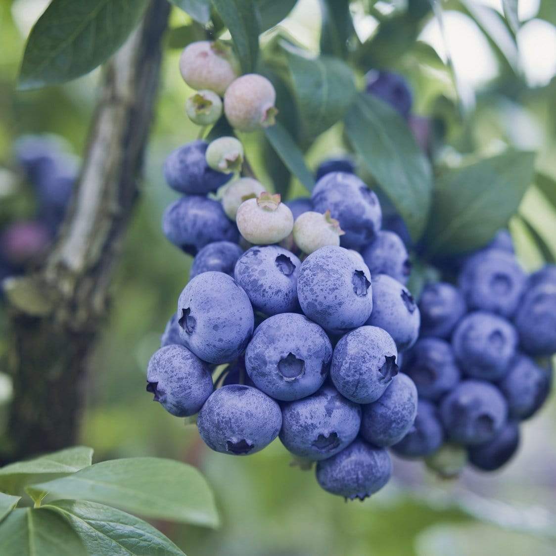 Vaccinium corymbosum Pink Lemonade Plants for the Patio or Garden