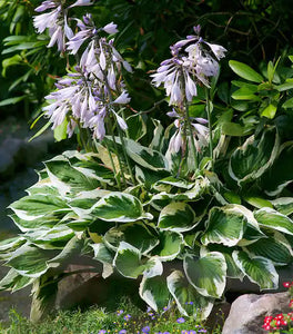 Patriot Hosta