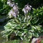 Hosta Patriot blooming with lavender flowers above dark green and white foliage