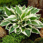 White margin Hosta Patriot used in a mixed shade border with ferns and astilbe