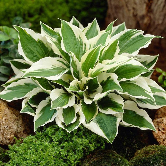 White margin Hosta Patriot used in a mixed shade border with ferns and astilbe