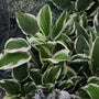 Hosta Patriot with crisp white-edged variegated foliage in a woodland shade garden