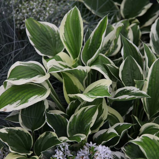 Hosta Patriot with crisp white-edged variegated foliage in a woodland shade garden