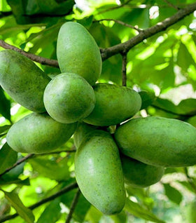 Pawpaw Tree