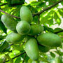 Closer view of the Pawpaw fruit with nice green foliage leaves