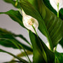 Peace Lily Plant close up view of bright white flowers