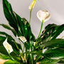 top view of a peace lily plant with glossy green leaves