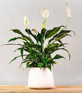 Peace Lily (Spathiphyllum)
