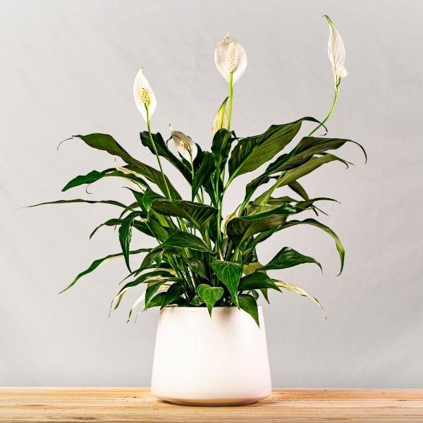 Buy Peace Lily Plants Online | Garden Goods Direct